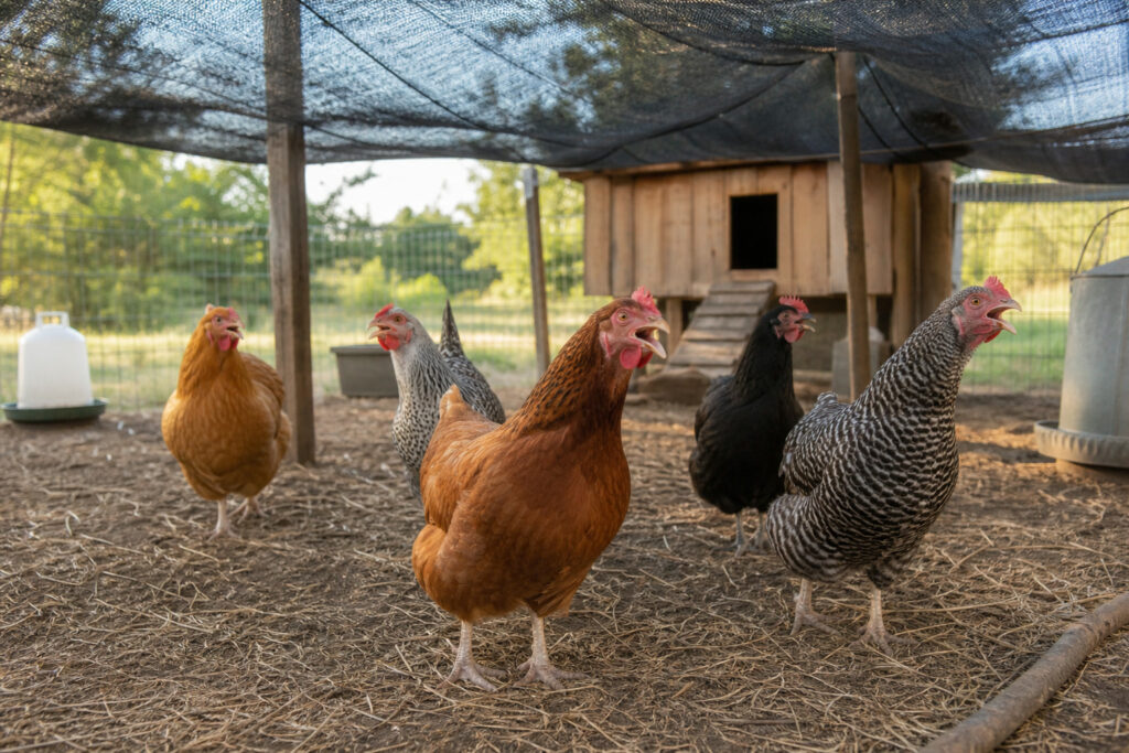 5 Signs Your Hens Are Overheating (and How to Cool Them Down Fast)