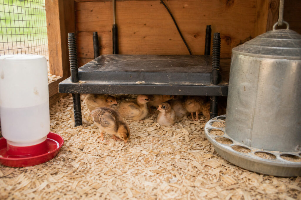 Setting Up Your First Chick Brooder: My Day-One Checklist — hero