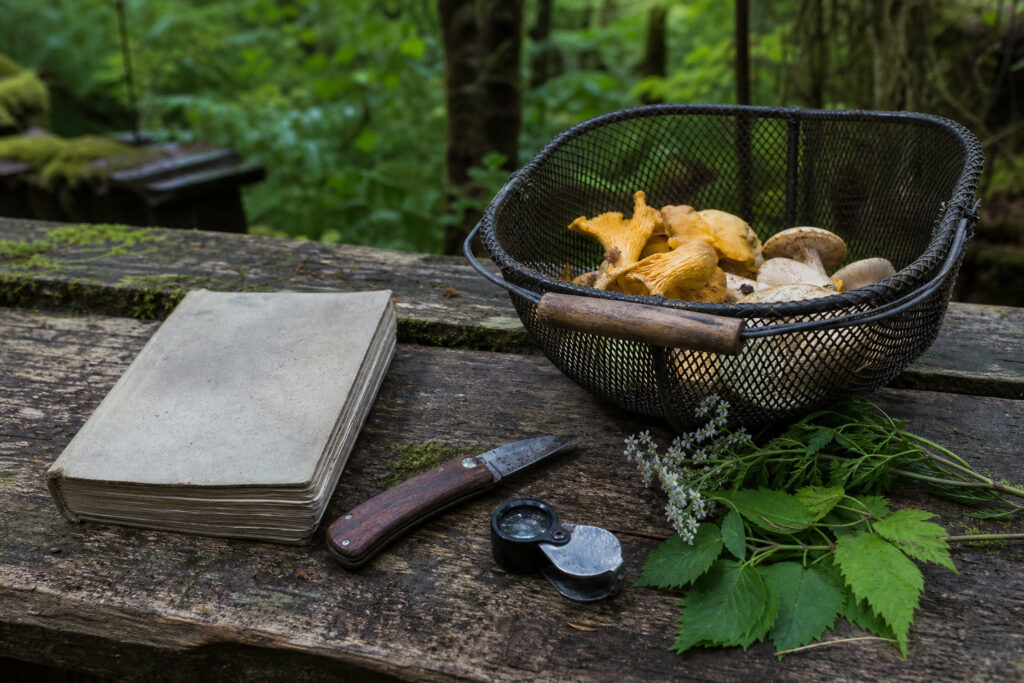 Foraging for Beginners: How to Start Without Poisoning Yourself — hero