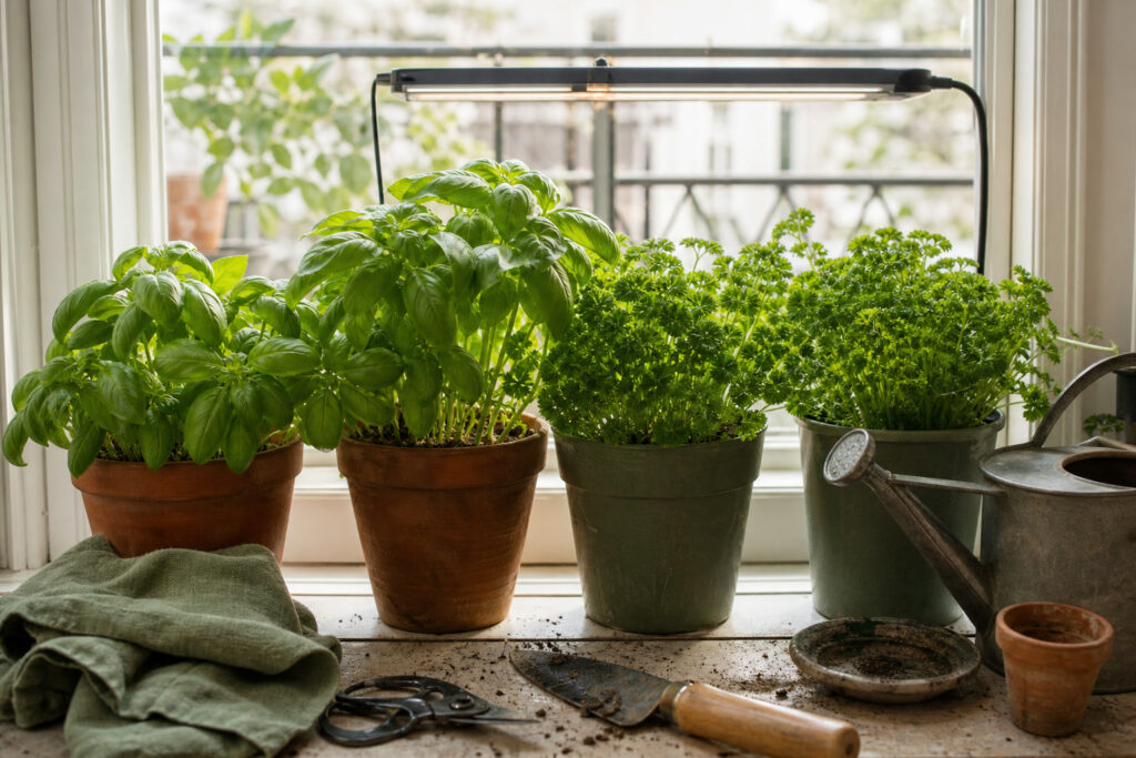 Growing Herbs in Containers: A Beginner's Windowsill Kit — hero