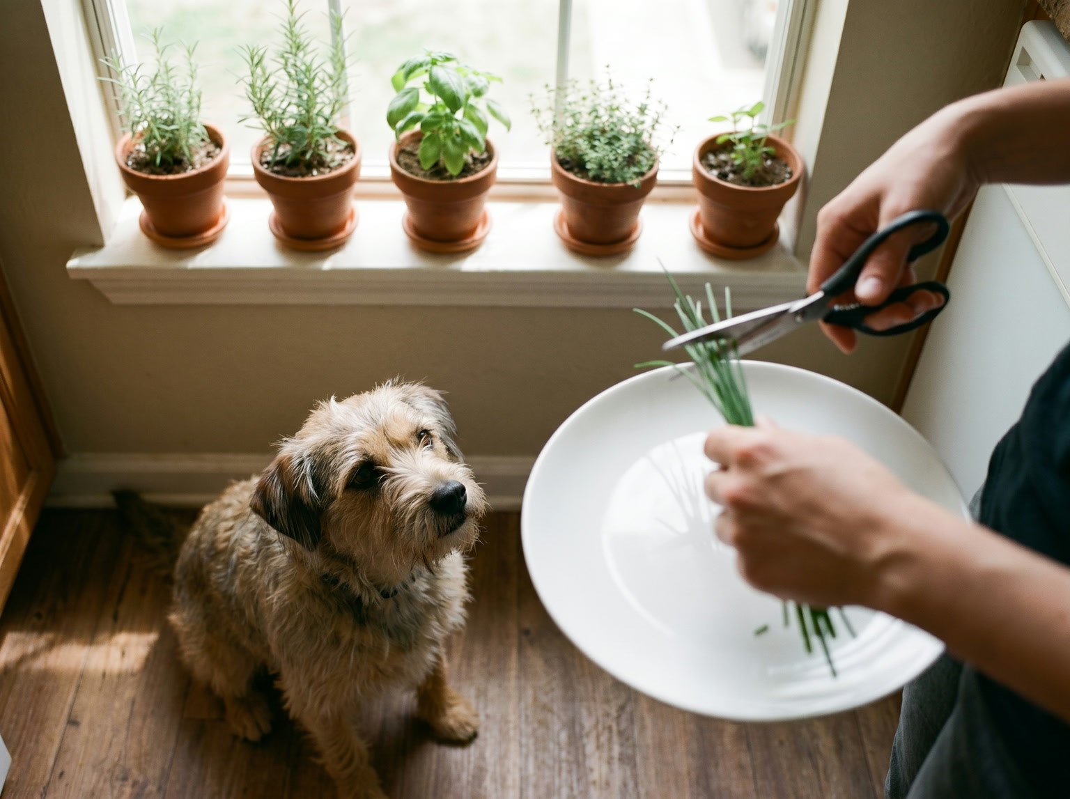 Growing Herbs in Containers: A Beginner's Windowsill Kit — snip chives otto