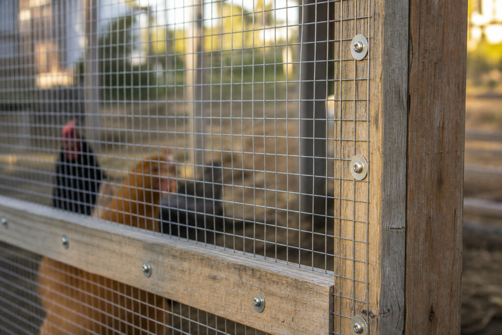 Predator-Proofing the Run: Why Chicken Wire Almost Cost Me My Flock — hero