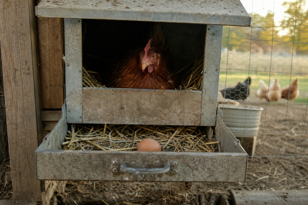 How to Stop Your Hens From Eating Their Own Eggs — hero