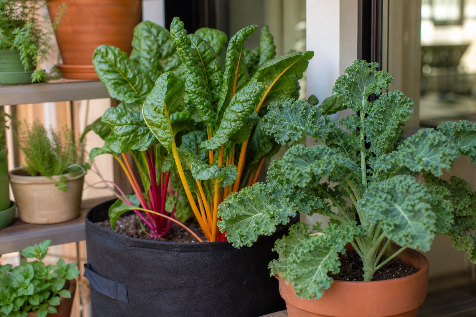 The Best Vegetables to Grow on a Shady Balcony — chard kale
