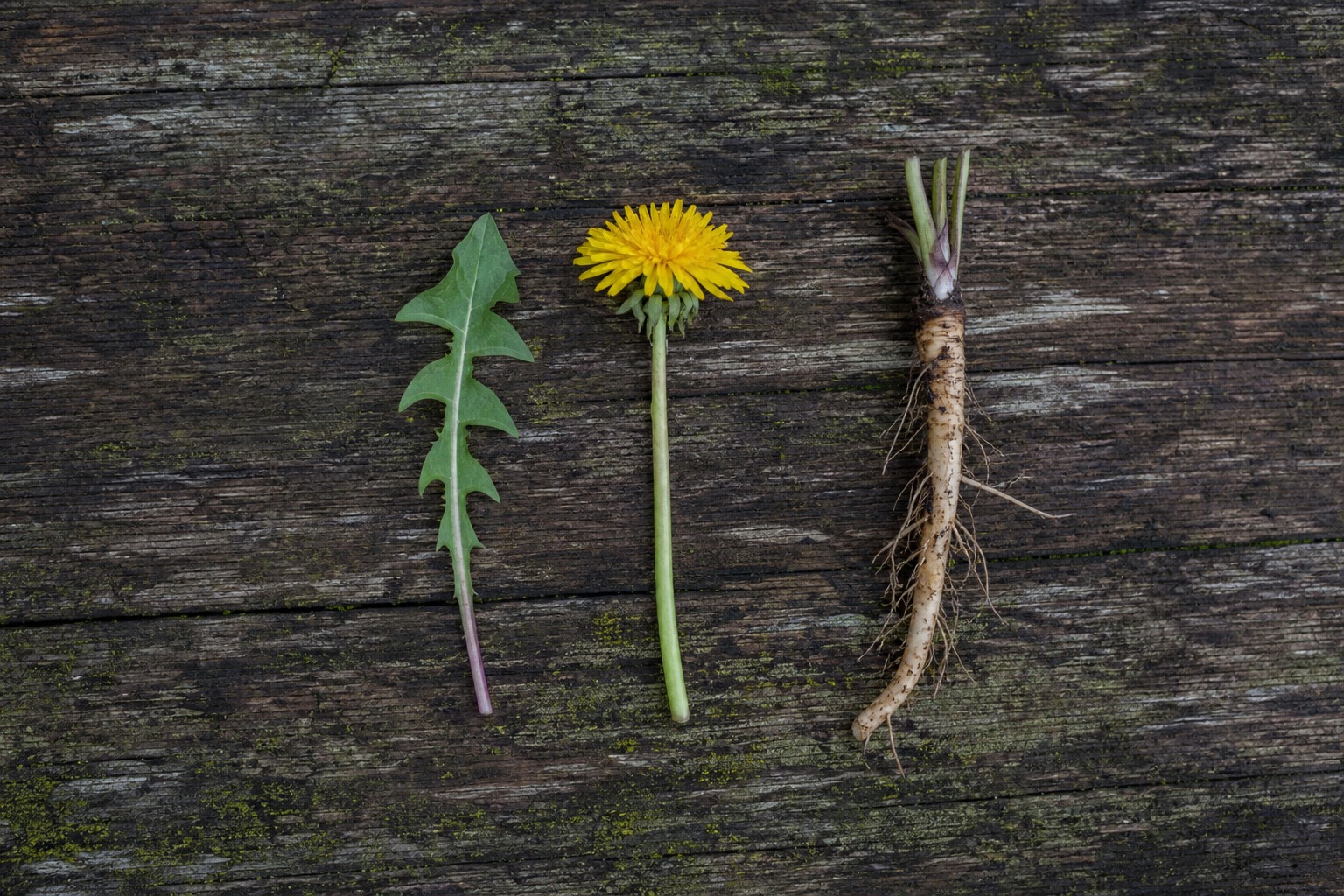 How to Forage and Use Dandelion, Leaf, Flower, and Root — id parts