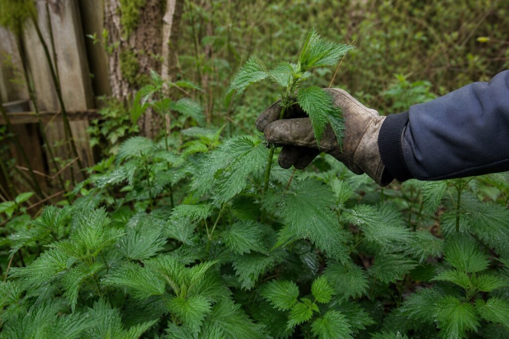 How to Identify and Forage Stinging Nettle in Spring