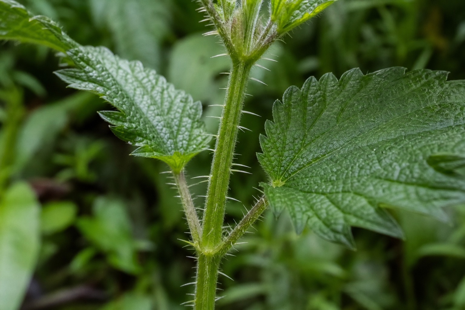 How to Identify and Forage Stinging Nettle in Spring — id close