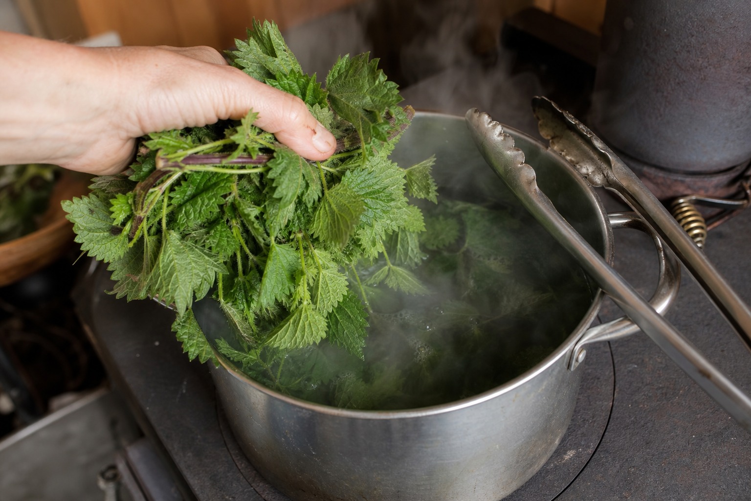 How to Identify and Forage Stinging Nettle in Spring — blanch