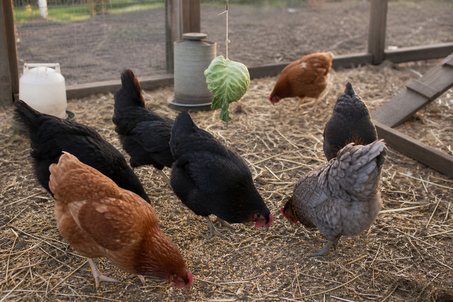 How to Introduce New Chickens to Your Flock the Right Way — mixing