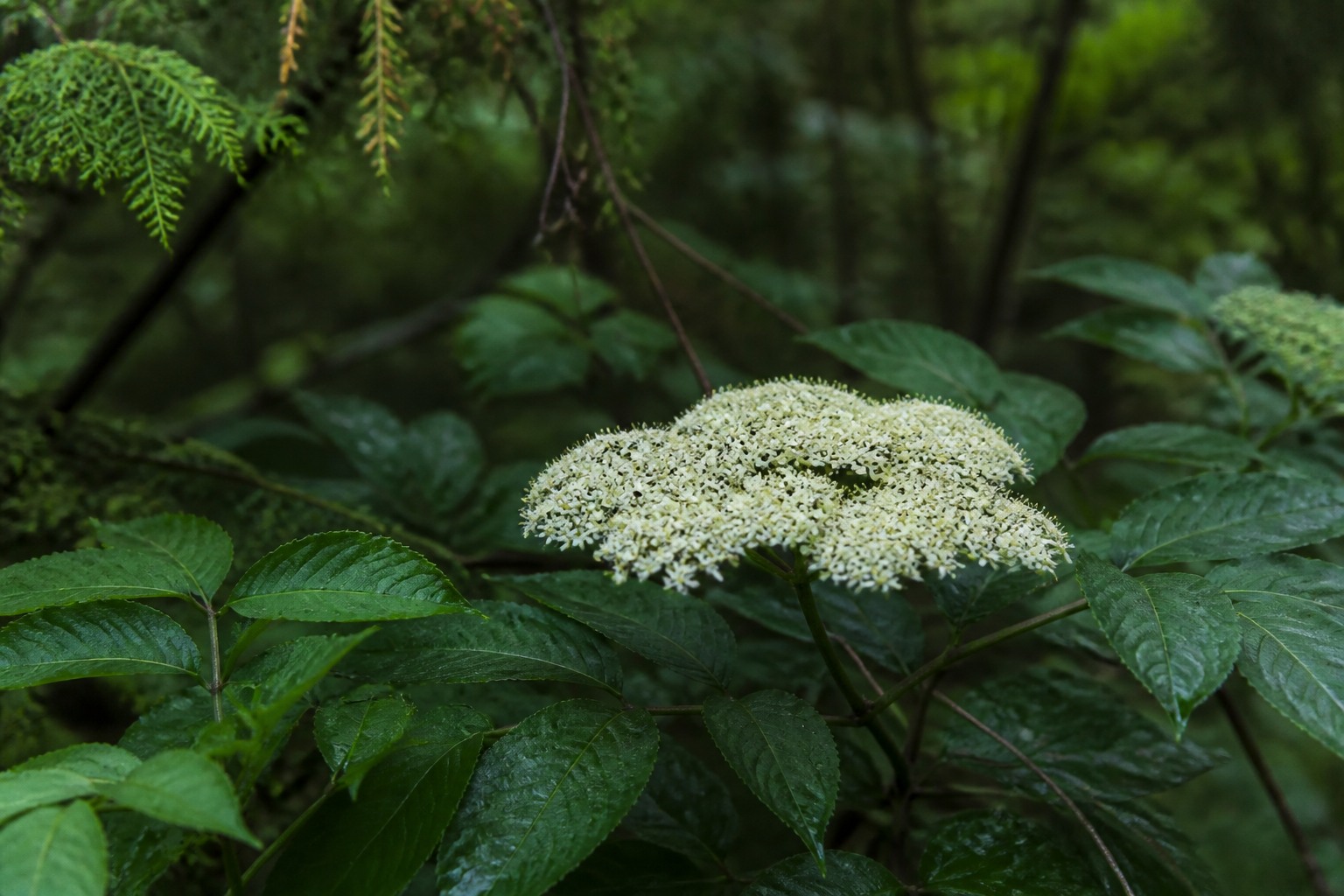 How to Make Elderflower Cordial from Foraged Blossoms — blue elder bloom
