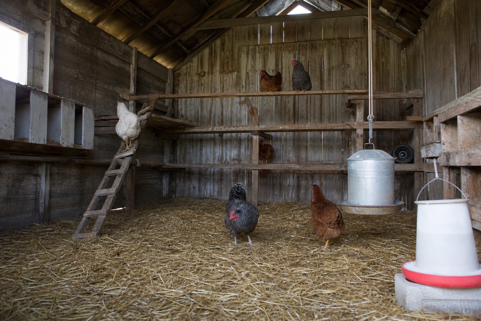 How to Stop Chickens From Pecking Each Other in the Coop — space