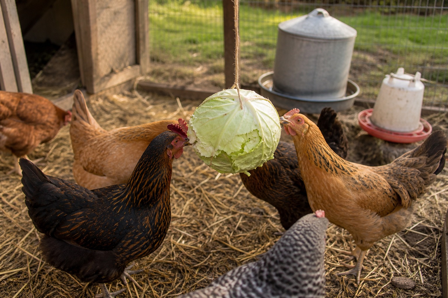 How to Stop Chickens From Pecking Each Other in the Coop — boredom fix