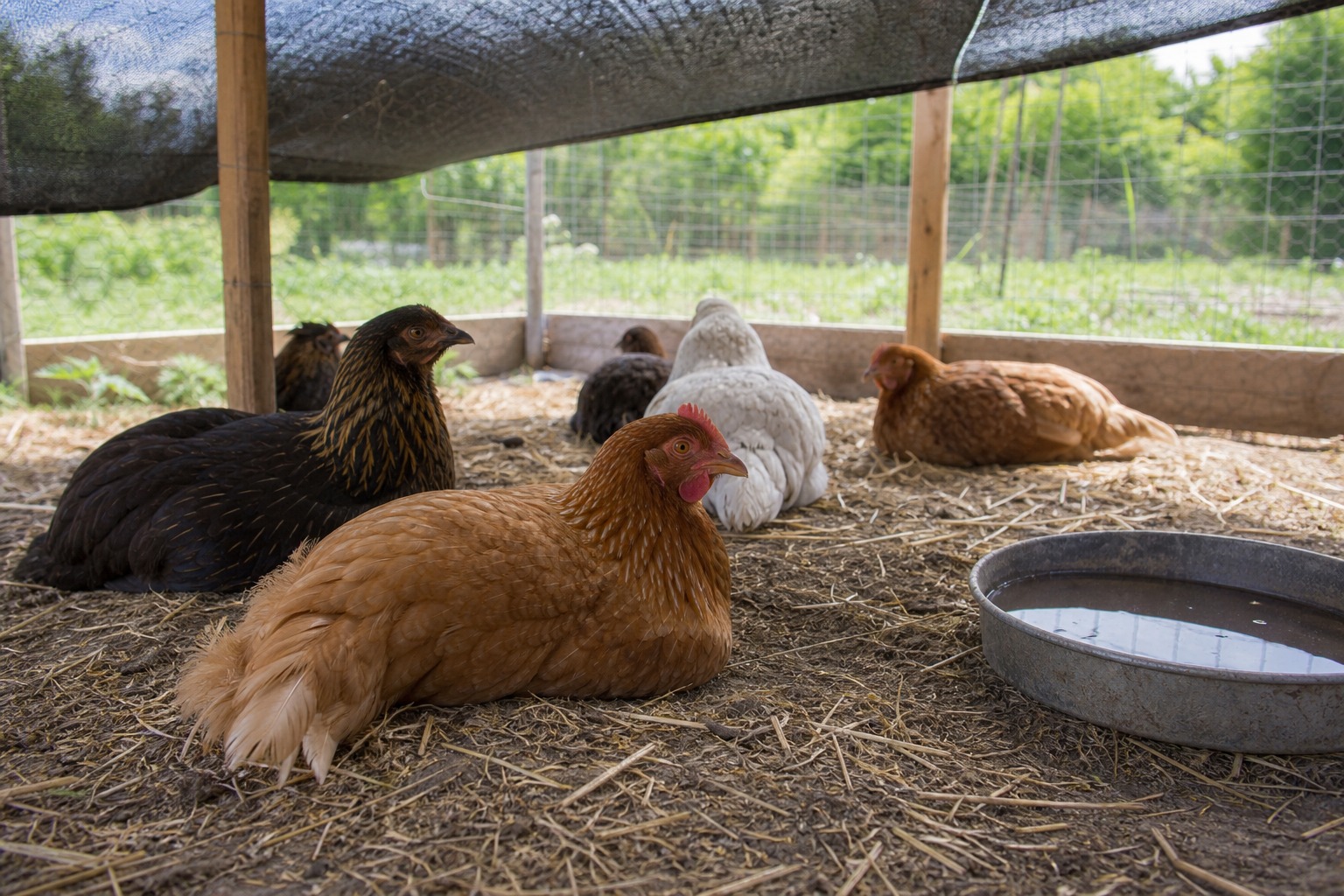 How to Stop Chickens From Pecking Each Other in the Coop — heat