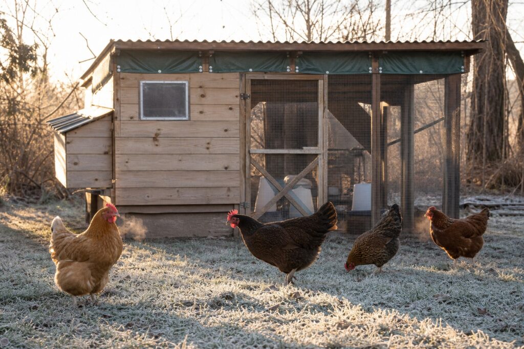 How to Winterize a Chicken Coop for a Healthy Flock