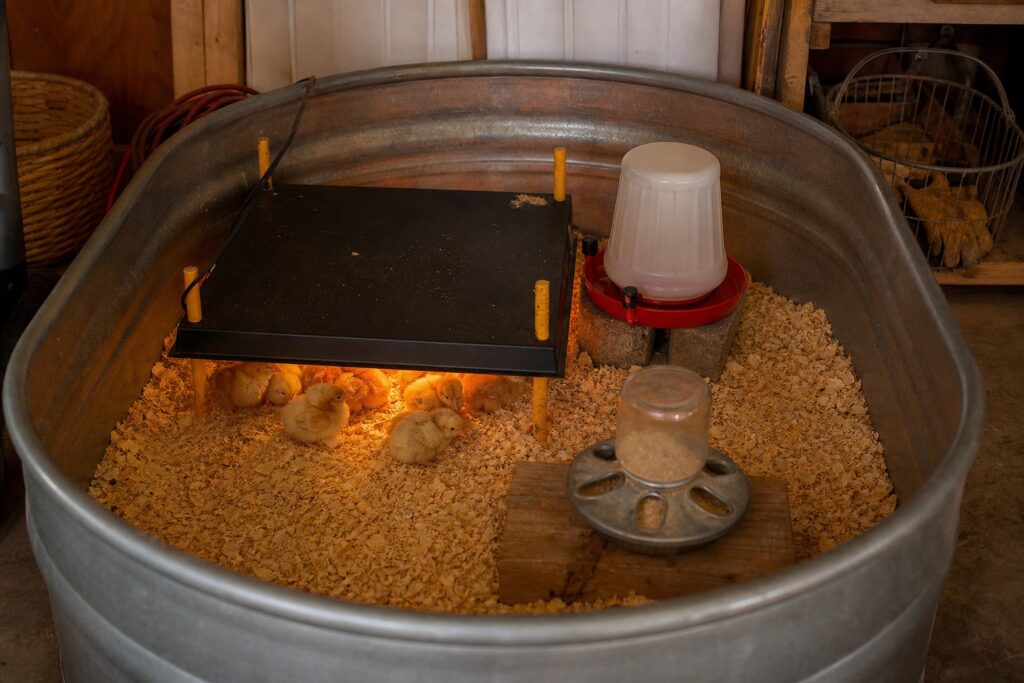 How to Raise Chicks Without a Heat Lamp (Safely)