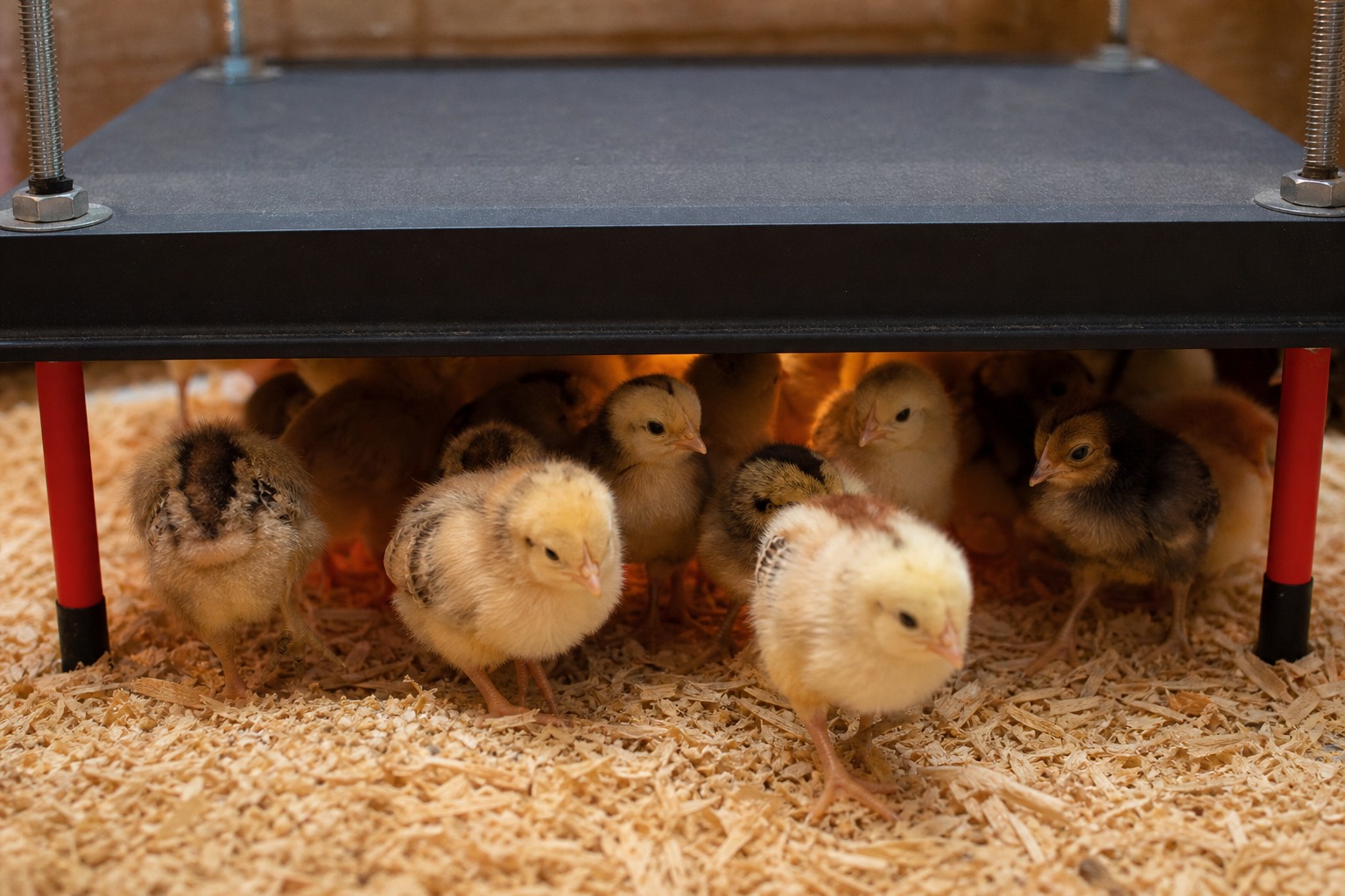 How to Raise Chicks Without a Heat Lamp (Safely) — under plate