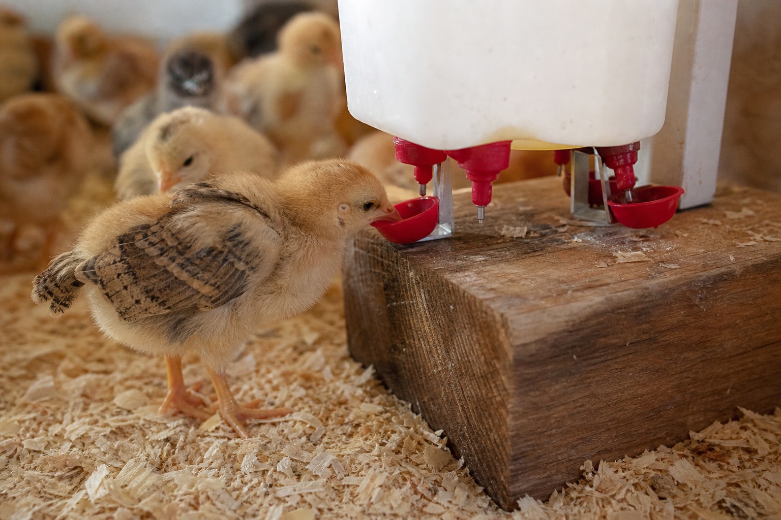 How to Raise Chicks Without a Heat Lamp (Safely) — waterer