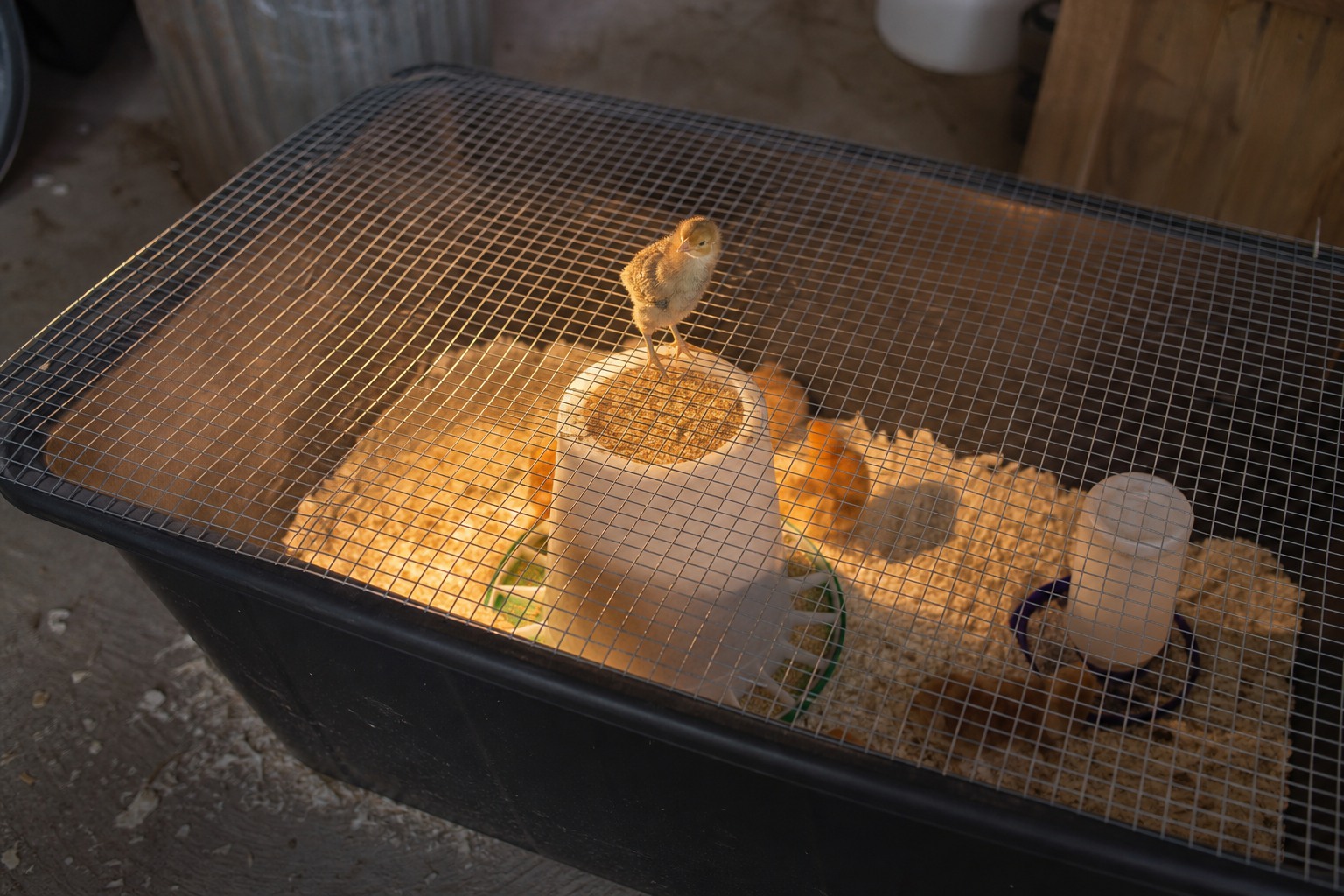How to Raise Chicks Without a Heat Lamp (Safely) — hardware lid