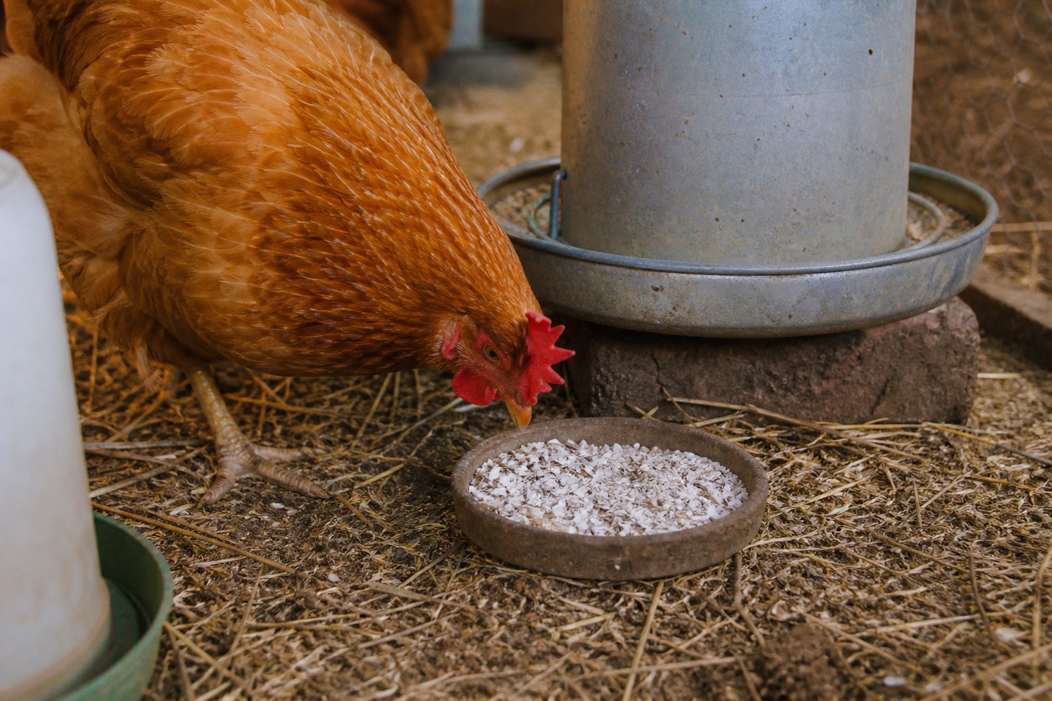 What to Feed Chickens for the Best Eggs (and What to Skip) — calcium