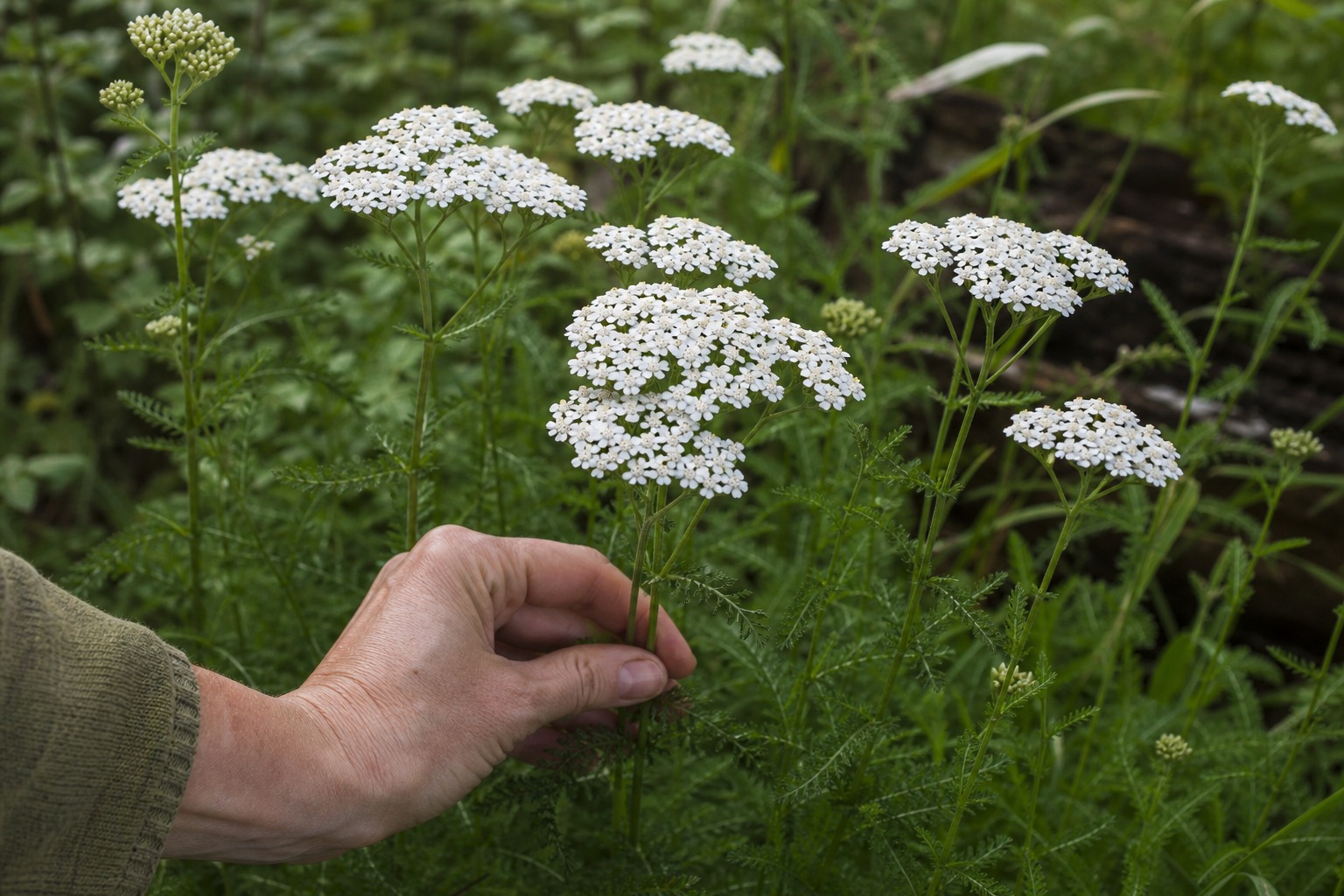 What to Forage in the Pacific Northwest This Summer — yarrow
