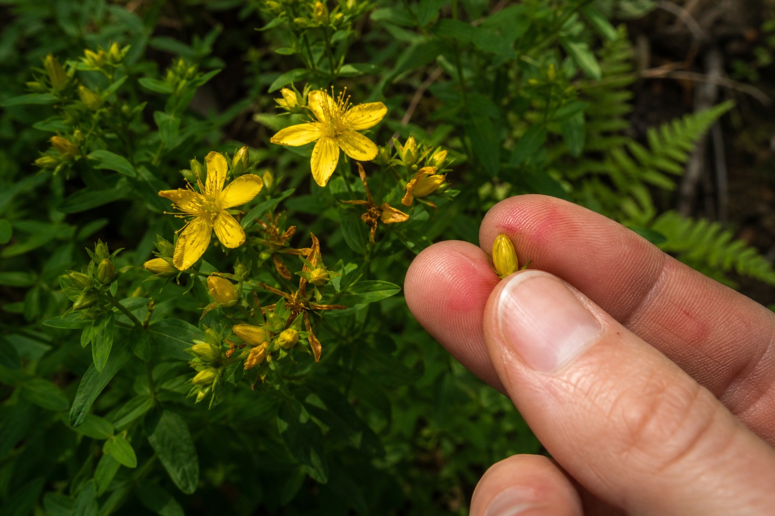 What to Forage in the Pacific Northwest This Summer — st johns wort