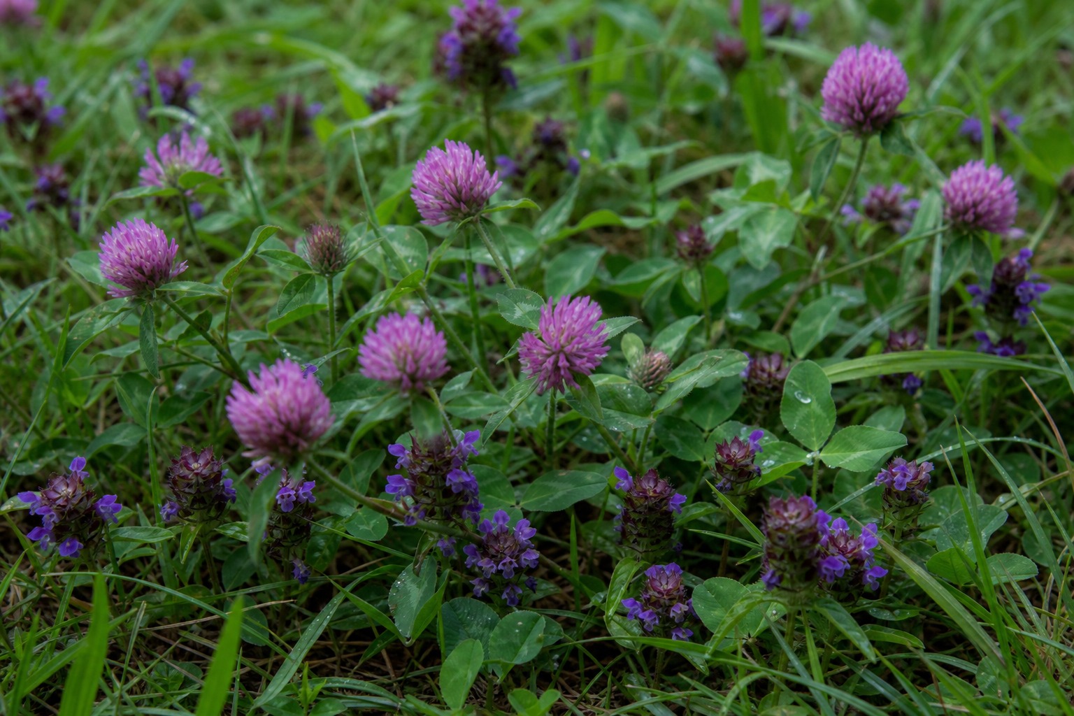 What to Forage in the Pacific Northwest This Summer — clover selfheal