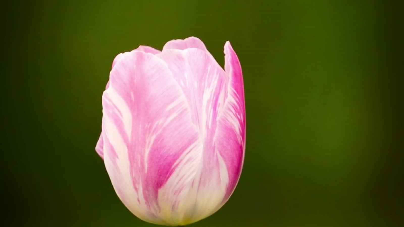 Why Do Some Flowers Close at Night? The Flower Clock — tulip open