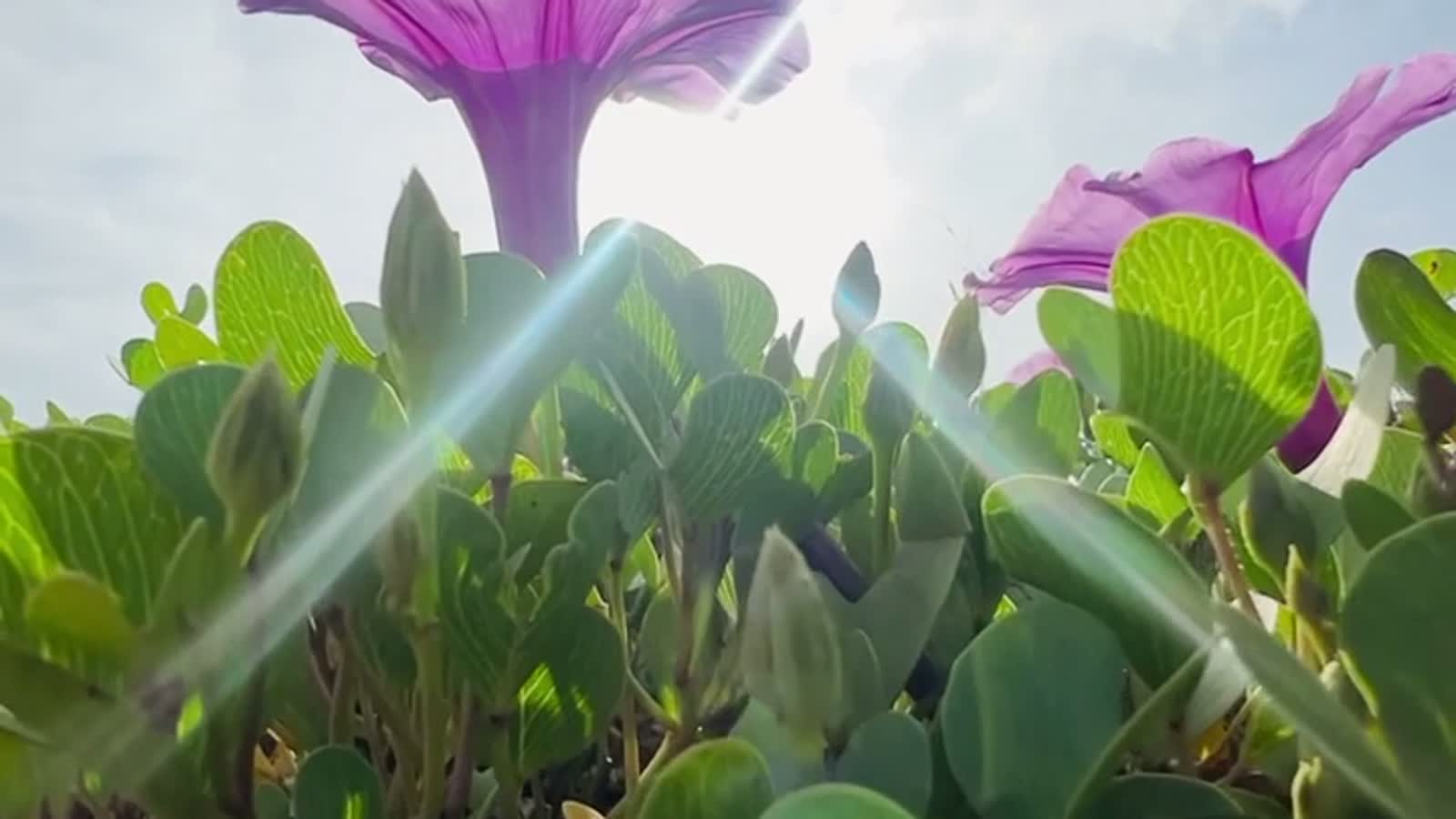 Why Do Some Flowers Close at Night? The Flower Clock — morning glory
