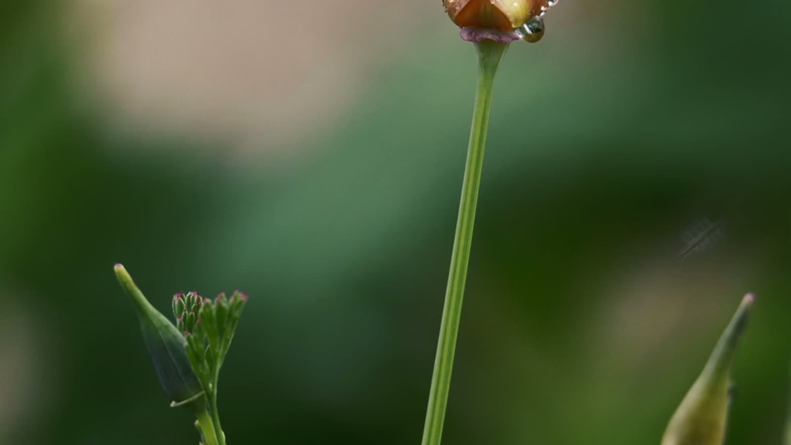 Why Do Some Flowers Close at Night? The Flower Clock — dew bud