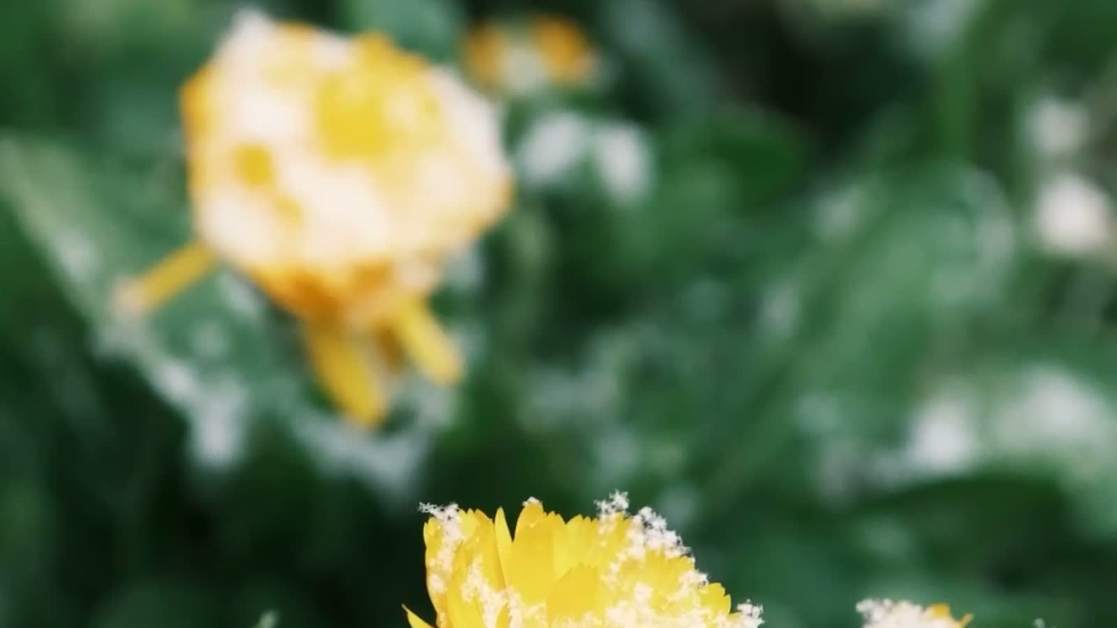 Why Do Some Flowers Close at Night? The Flower Clock — calendula pot