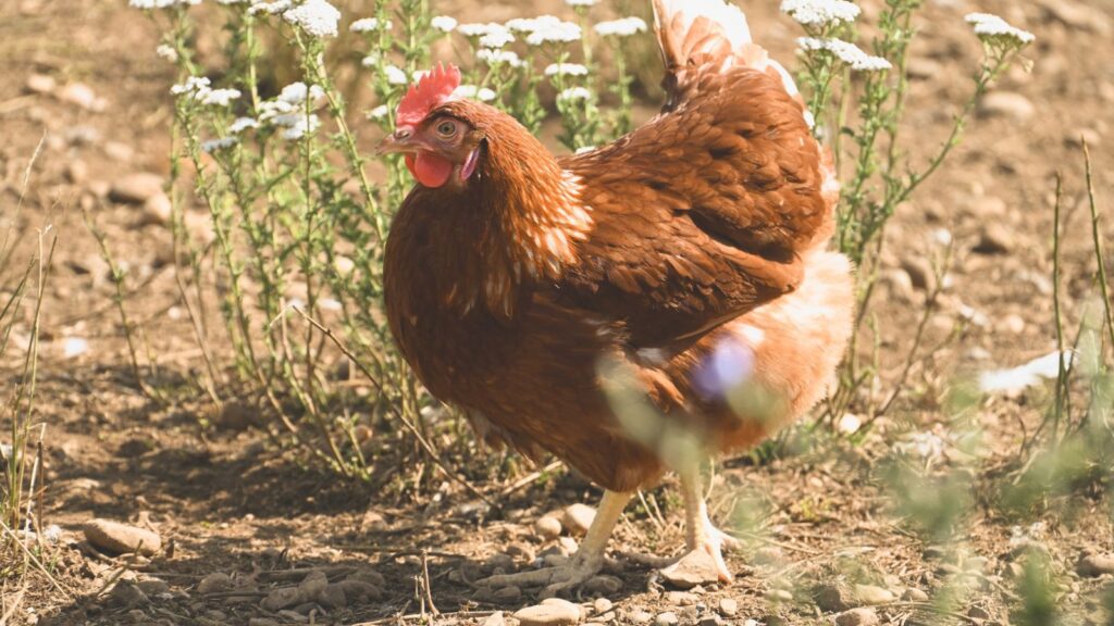 Why Is My Hen Crowing Like a Rooster? The Real Answer