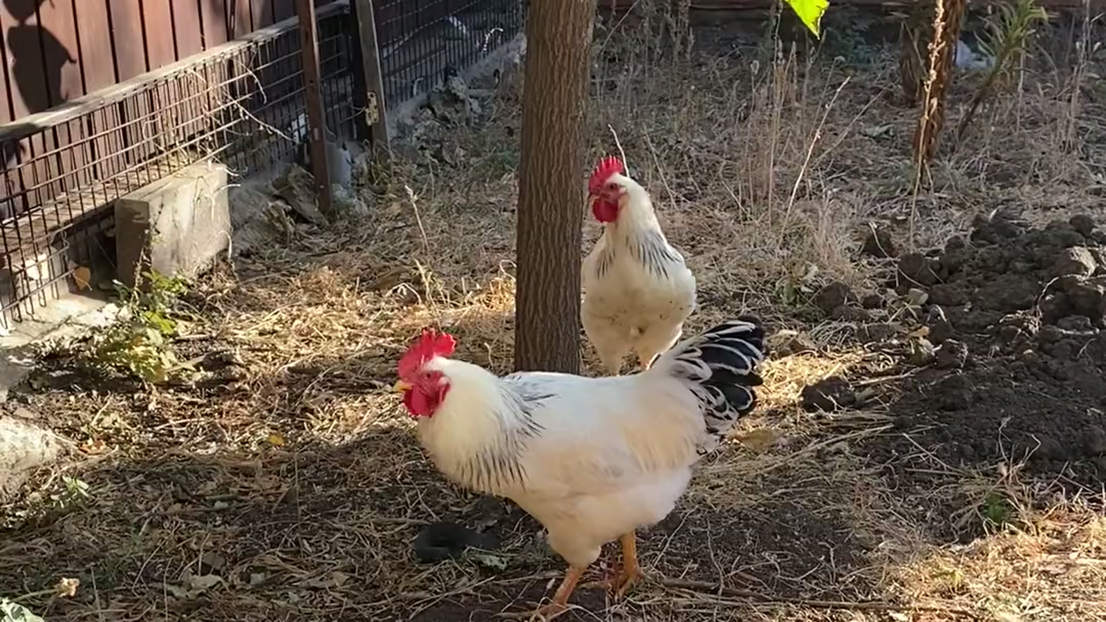 Why Is My Hen Crowing Like a Rooster? The Real Answer — flock lost its rooster