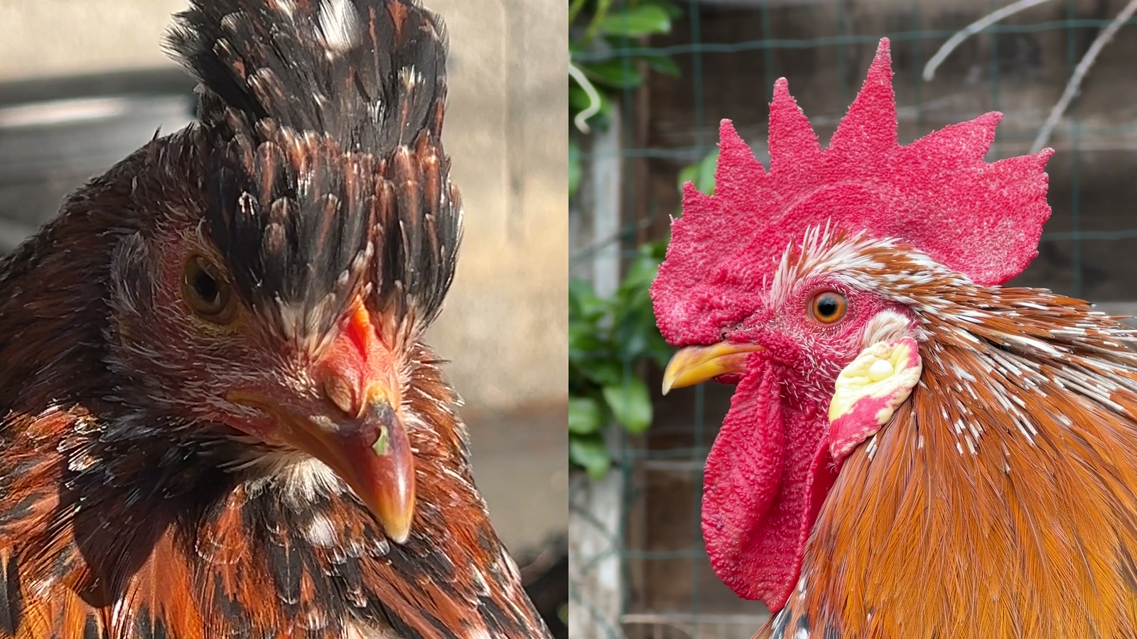 Why Is My Hen Crowing Like a Rooster? The Real Answer — hen comb vs rooster comb