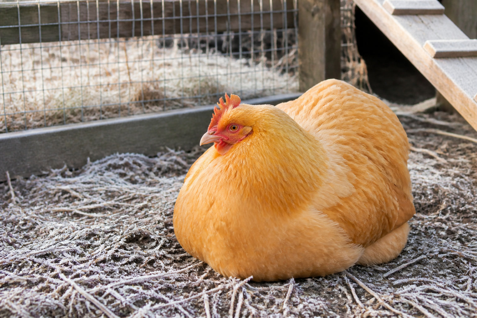 The Best Cold-Hardy Chicken Breeds for Beginners — orpington fluff