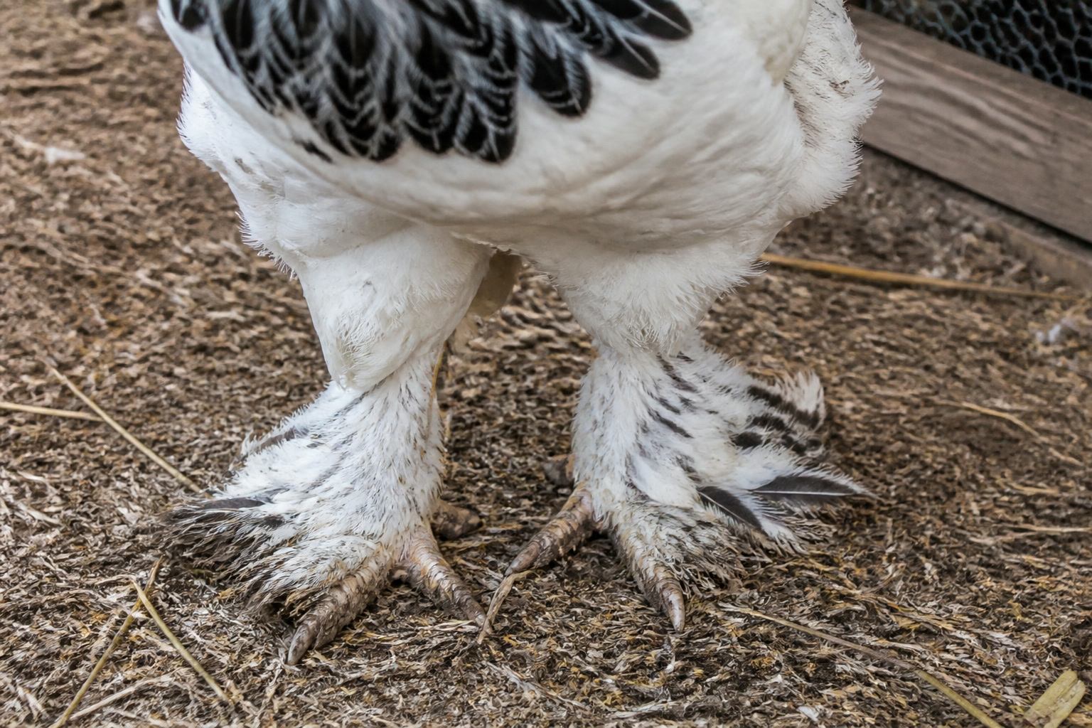The Best Cold-Hardy Chicken Breeds for Beginners — brahma feet