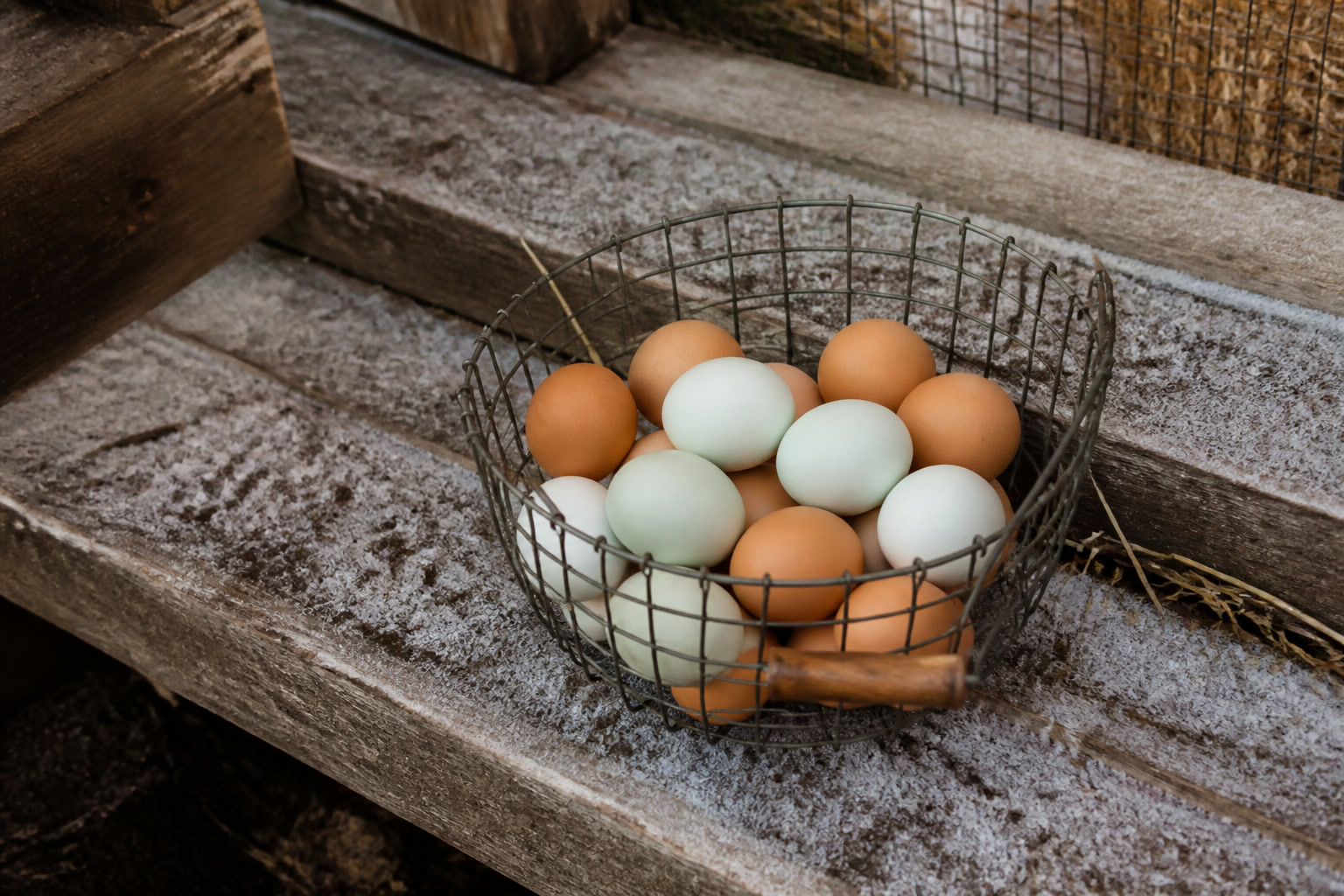 The Best Cold-Hardy Chicken Breeds for Beginners — easter egg basket