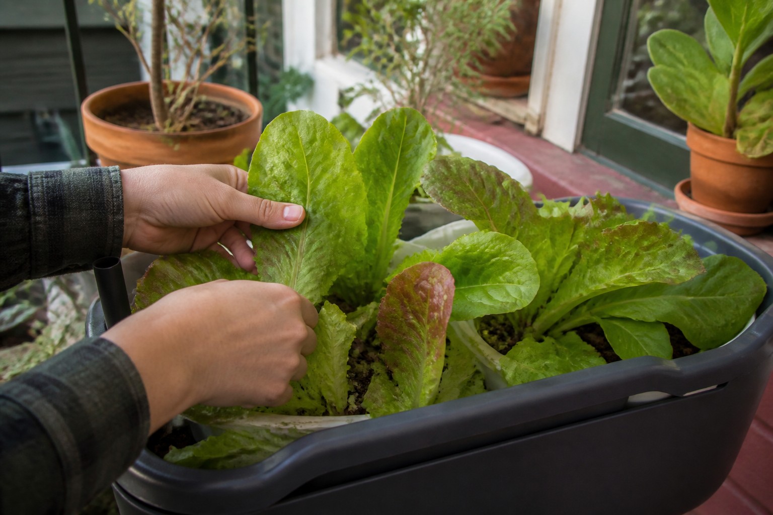 Best Cold-Hardy Vegetables for Fall Containers — harvest lettuce