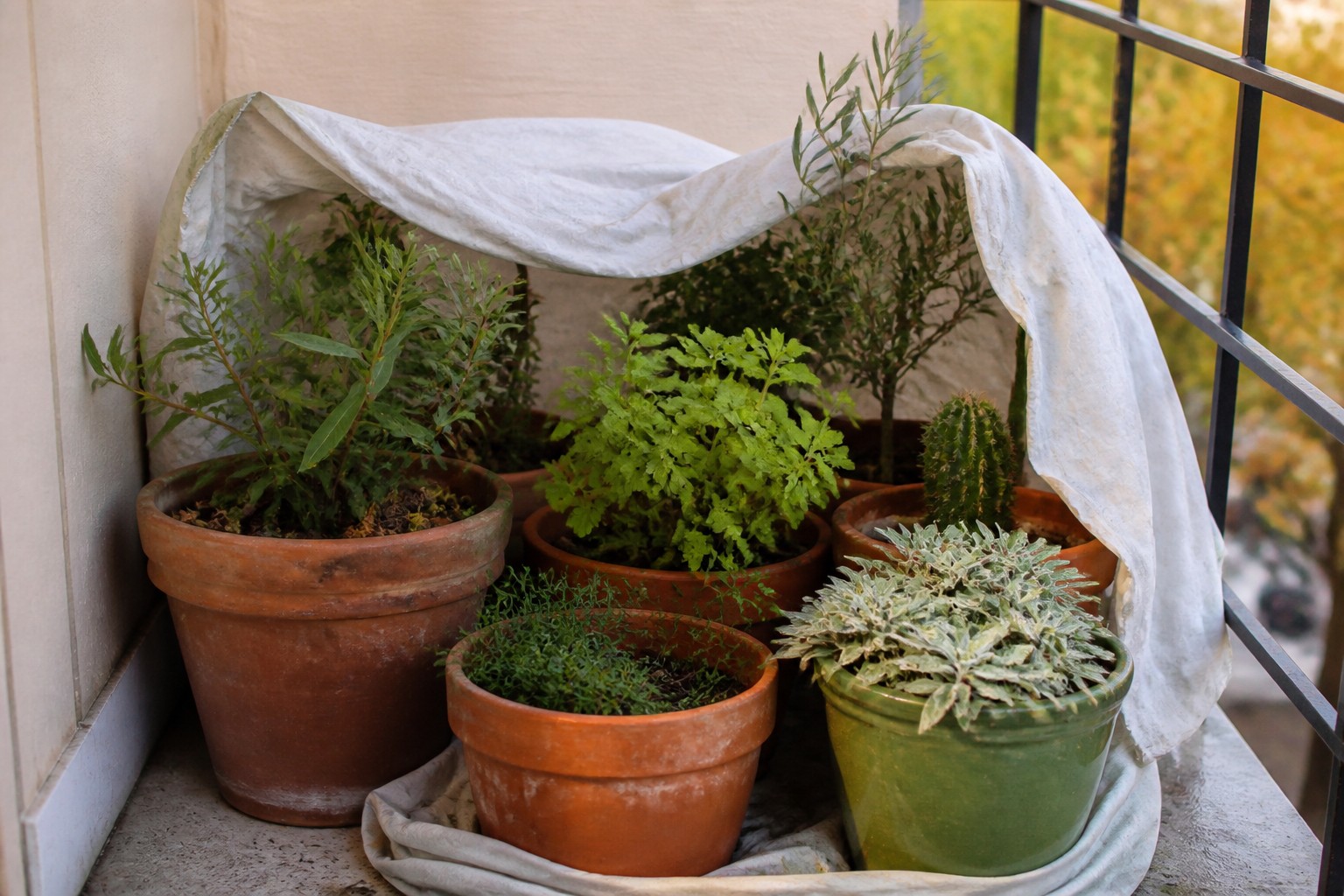Best Cold-Hardy Vegetables for Fall Containers — frost sheet