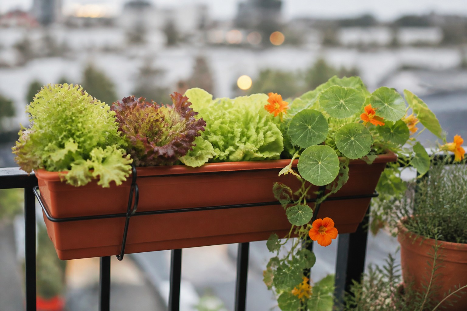 The Best Containers for Growing Vegetables in Small Spaces — railing greens