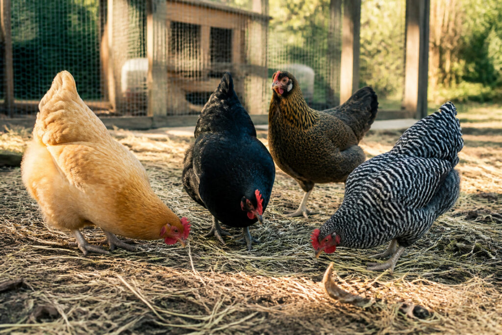 The Best Egg-Laying Chicken Breeds for Beginners