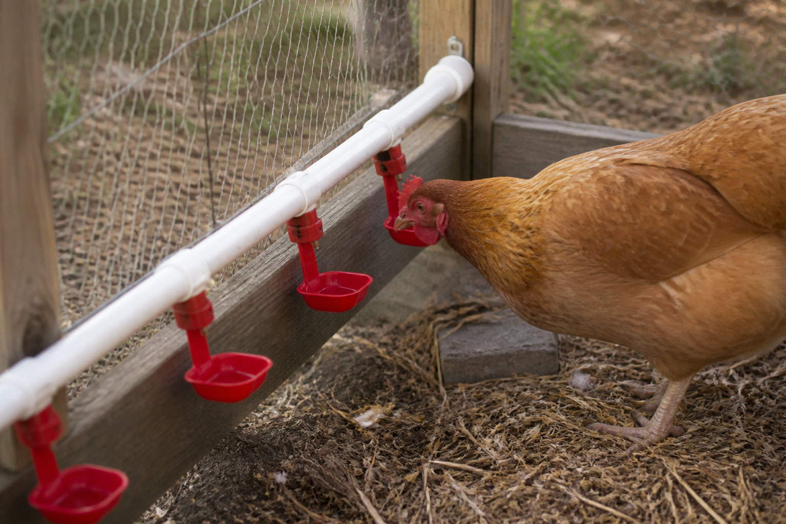 The Best Egg-Laying Chicken Breeds for Beginners — waterer
