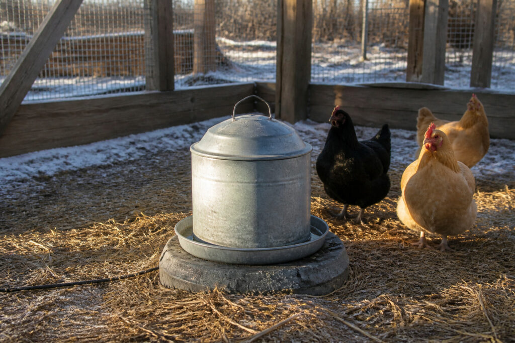 The Best Heated Chicken Waterers for Winter (Honest Picks)