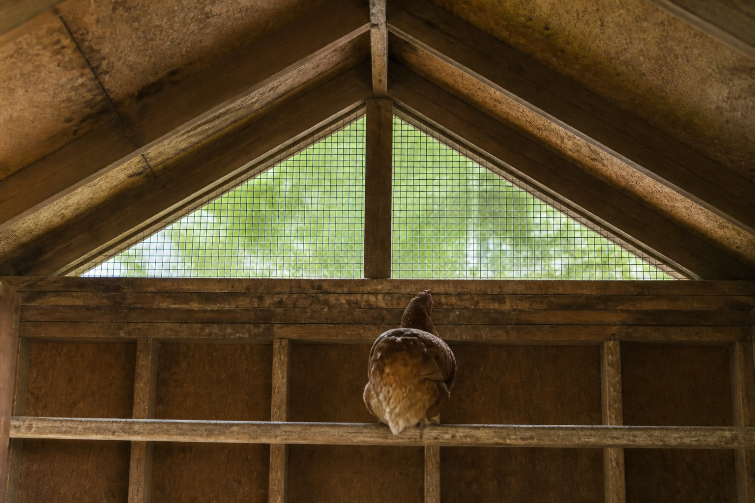 The Deep Litter Method for a Warm Winter Chicken Coop — high vent