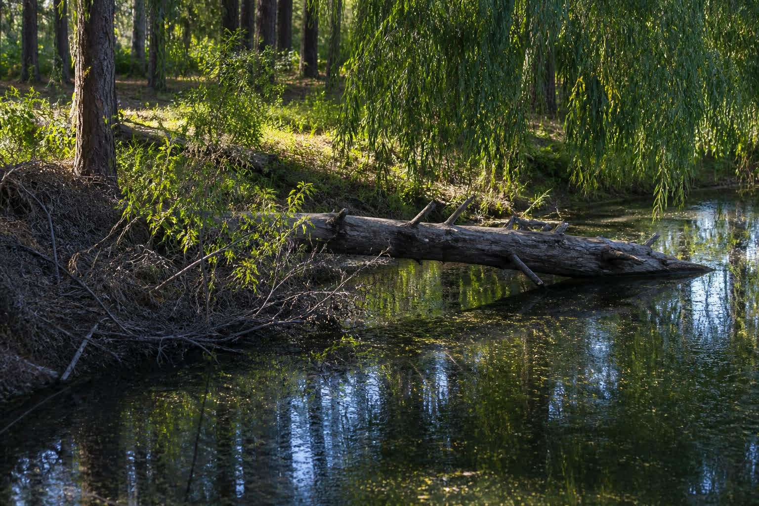 How to Catch Bluegill for Beginners, From the Bank — cover shade