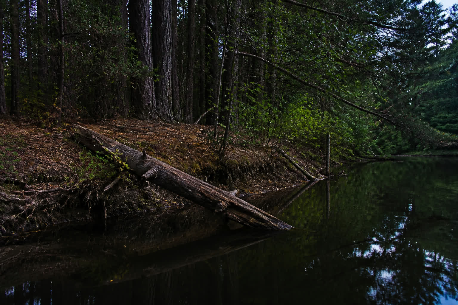 How to Catch Channel Catfish From the Bank — deep cover