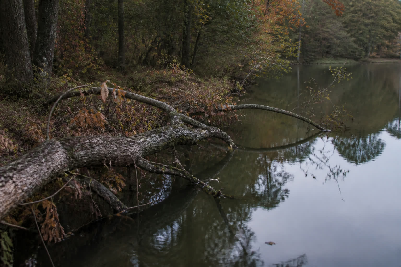 How to Catch Crappie in the Fall — laydown