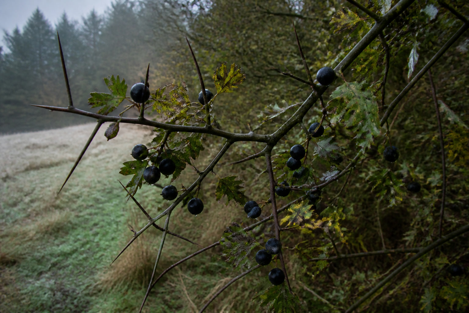 How to Forage Hawthorn Berries and Make Haw Syrup - clusters