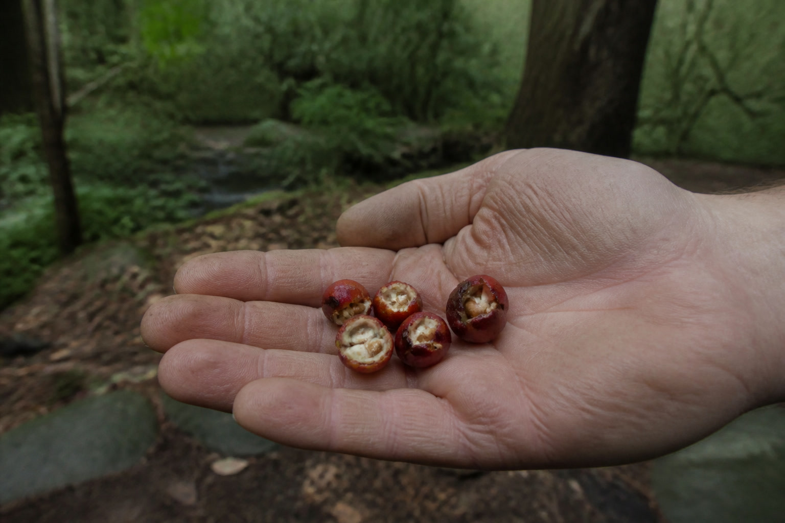 How to Forage Hawthorn Berries and Make Haw Syrup - split open