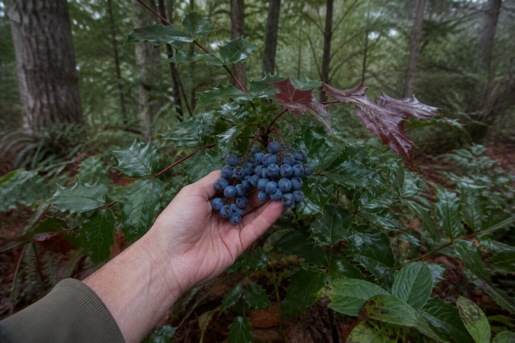 How to Forage and Use Oregon Grape (Root and Berry)