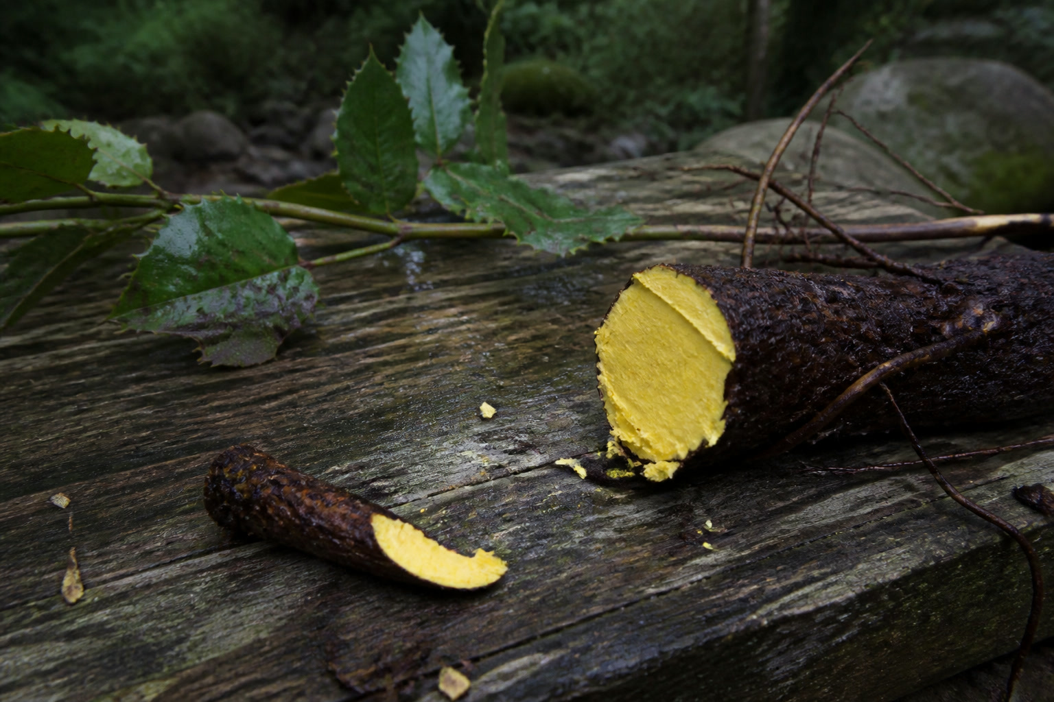 How to Forage and Use Oregon Grape (Root and Berry) — yellow root